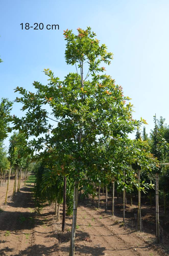 Eiche: Wollmispel-Eiche