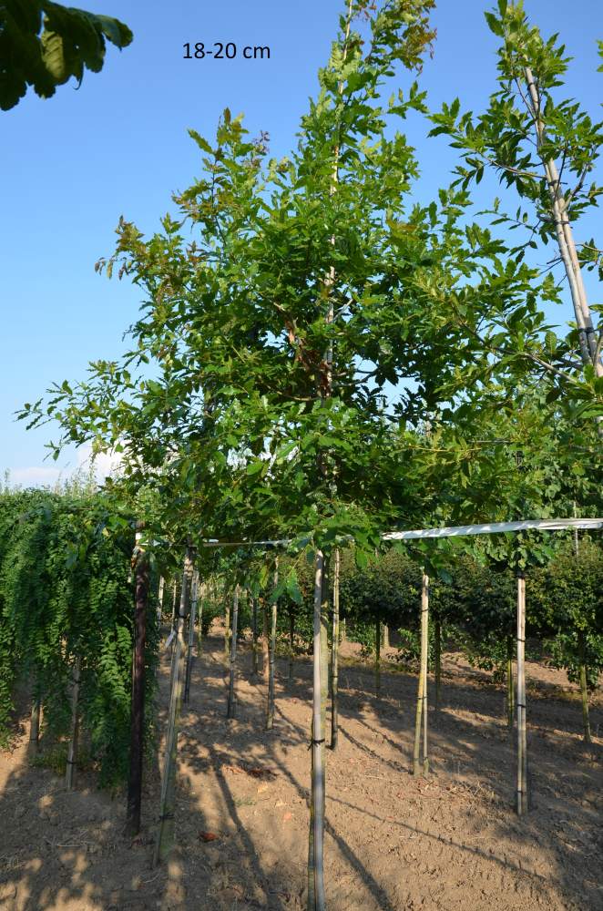 Eiche: Wollmispel-Eiche