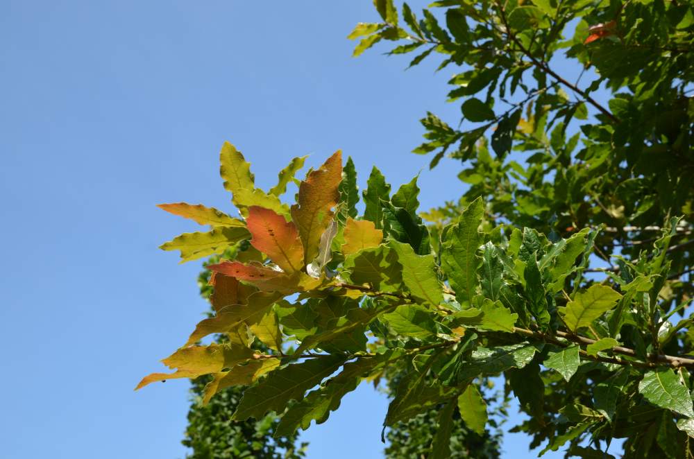 Eiche: Wollmispel-Eiche