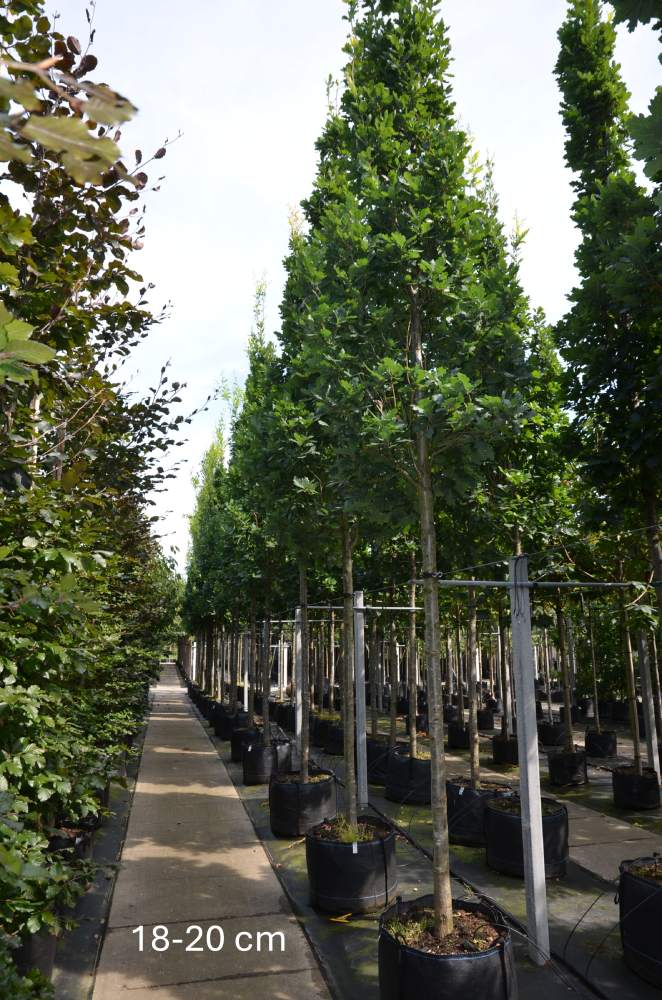 Eiche: Säulen-Eiche