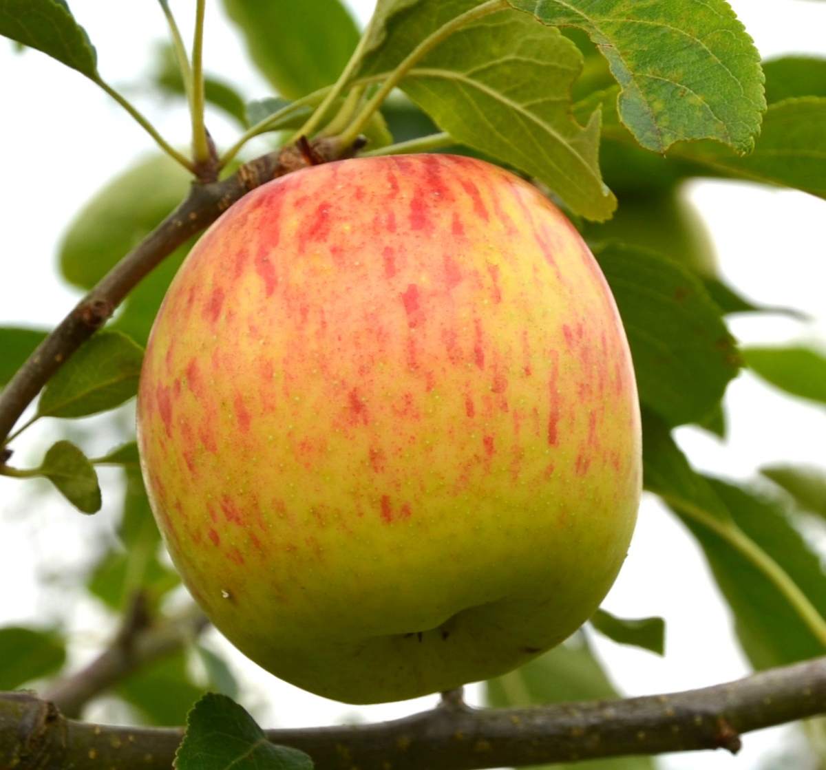 Apfel: Rebella