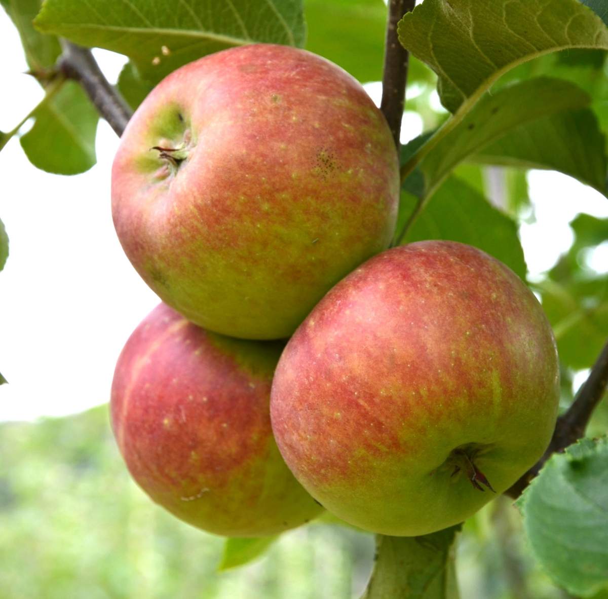 Apfel: Roter Topaz