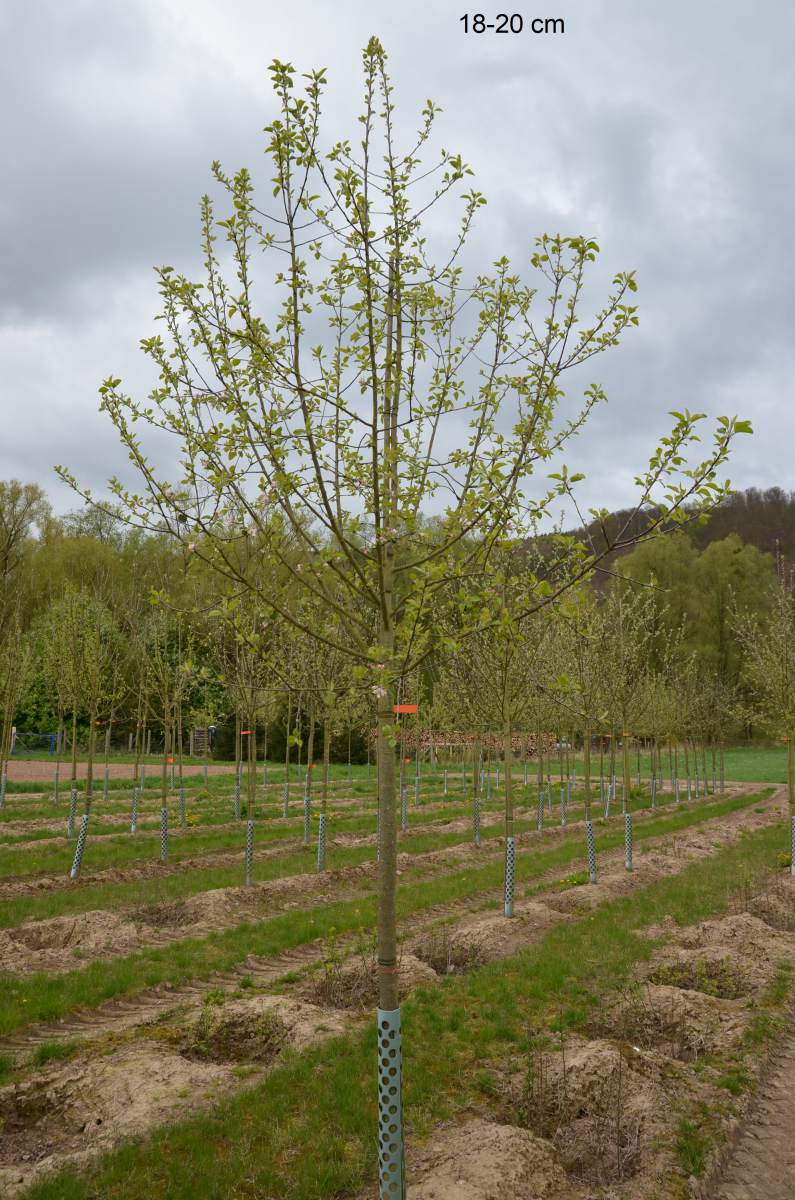 Apfel: Roter Topaz