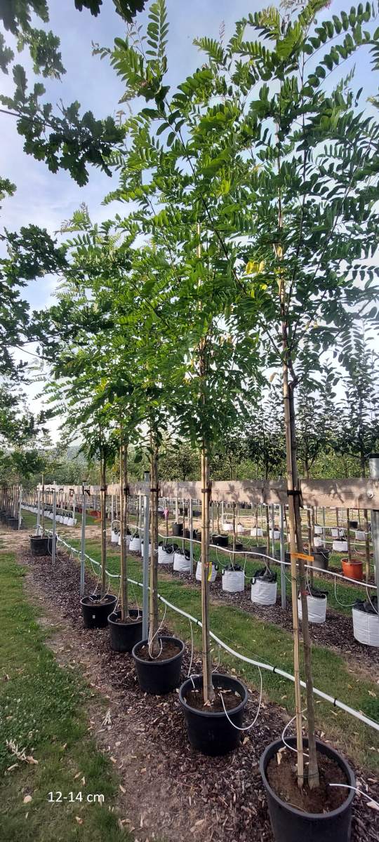 Akazie: Rosarote Akazie/Robinie