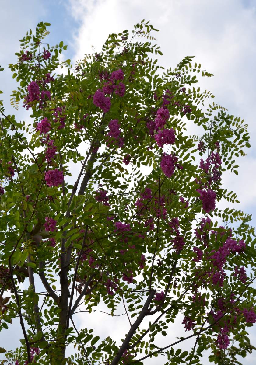 Akazie: Rosarote Akazie/Robinie