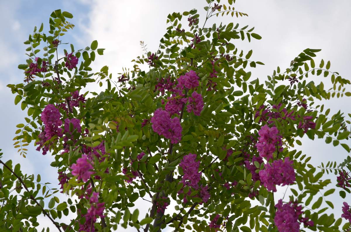 Akazie: Rosarote Akazie/Robinie