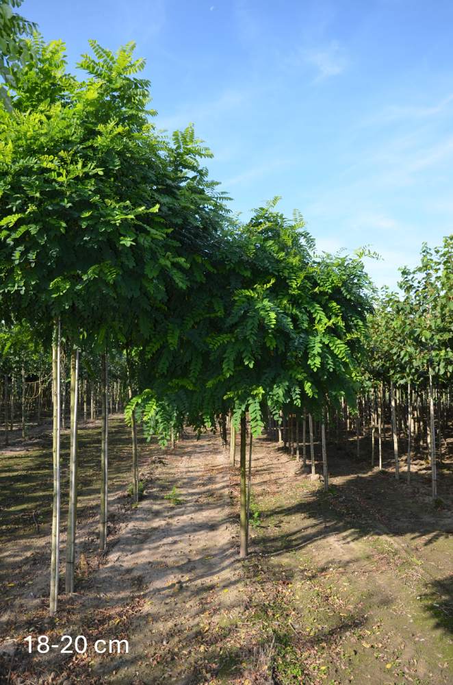 Schein-Akazie: Kugelakazie/Kugelrobinie