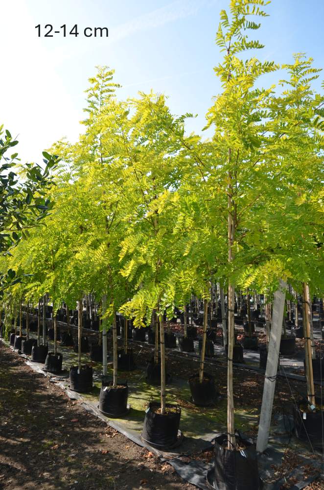 Schein-Akazie: Goldakazie/Goldrobinie