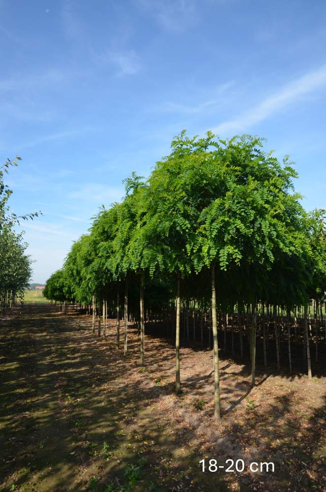 Schein-Akazie: Kugelakazie/Kugelrobinie