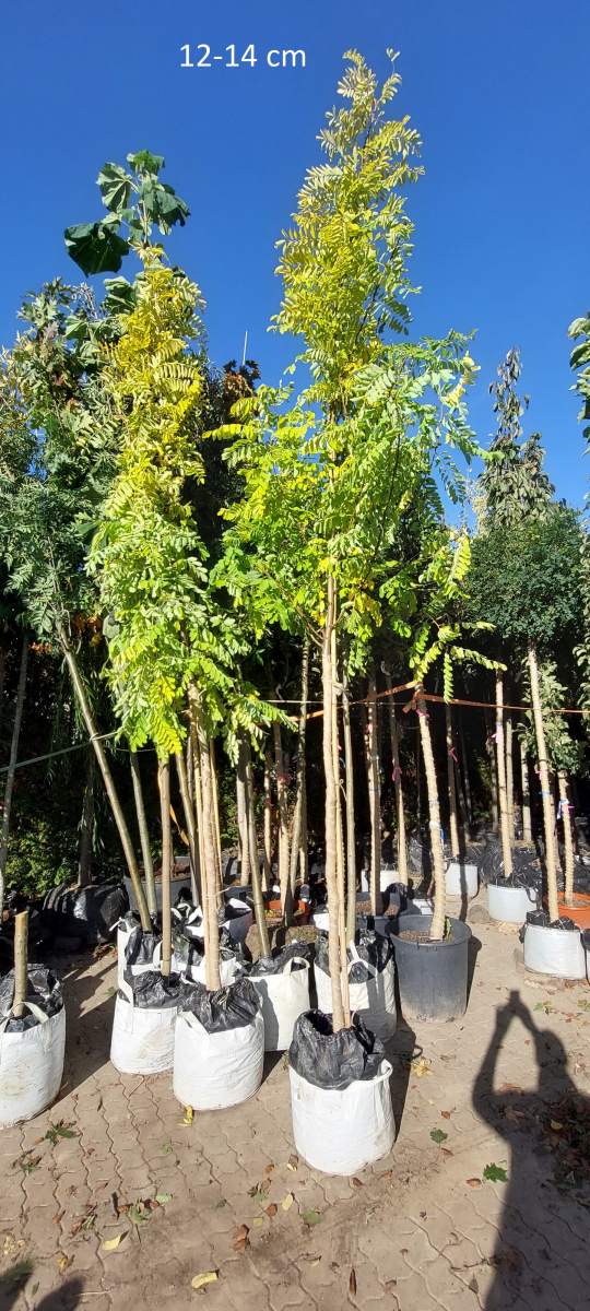 Akazie: Goldakazie/Goldrobinie