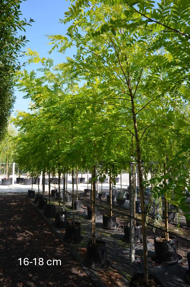 Schein-Akazie: Goldakazie/Goldrobinie