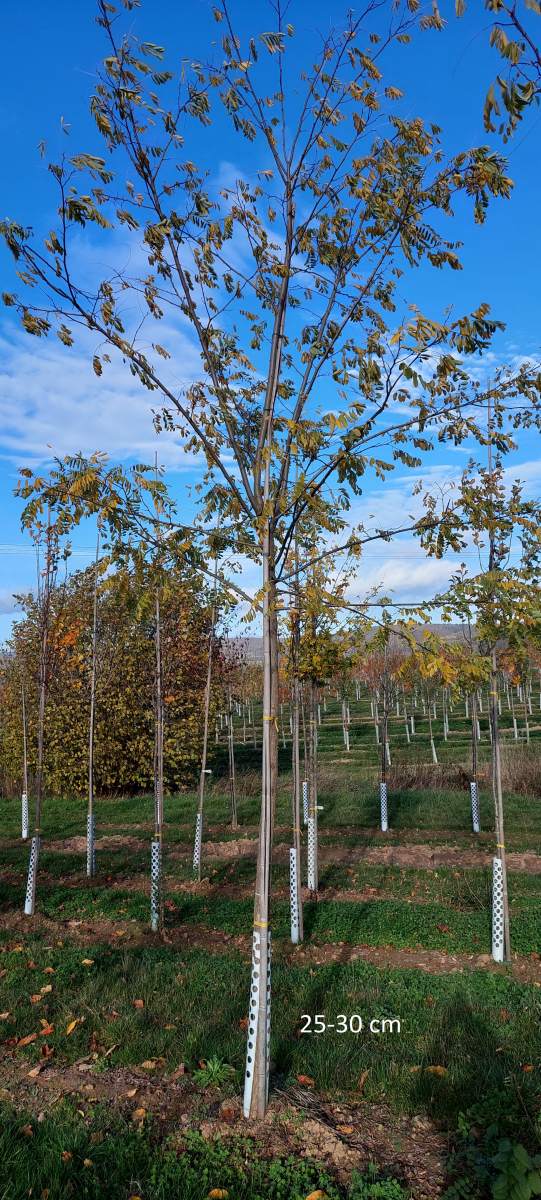 Akazie: Goldakazie/Goldrobinie