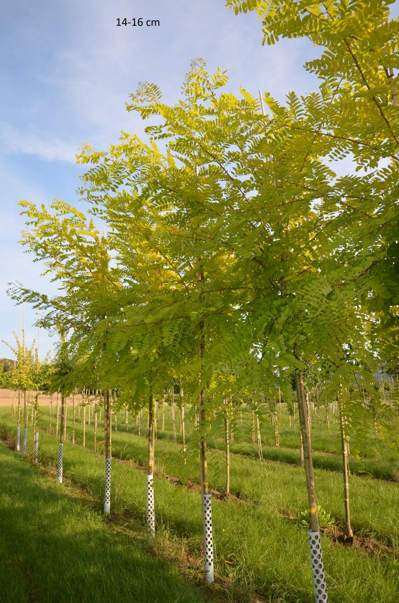 Akazie: Goldakazie/Goldrobinie