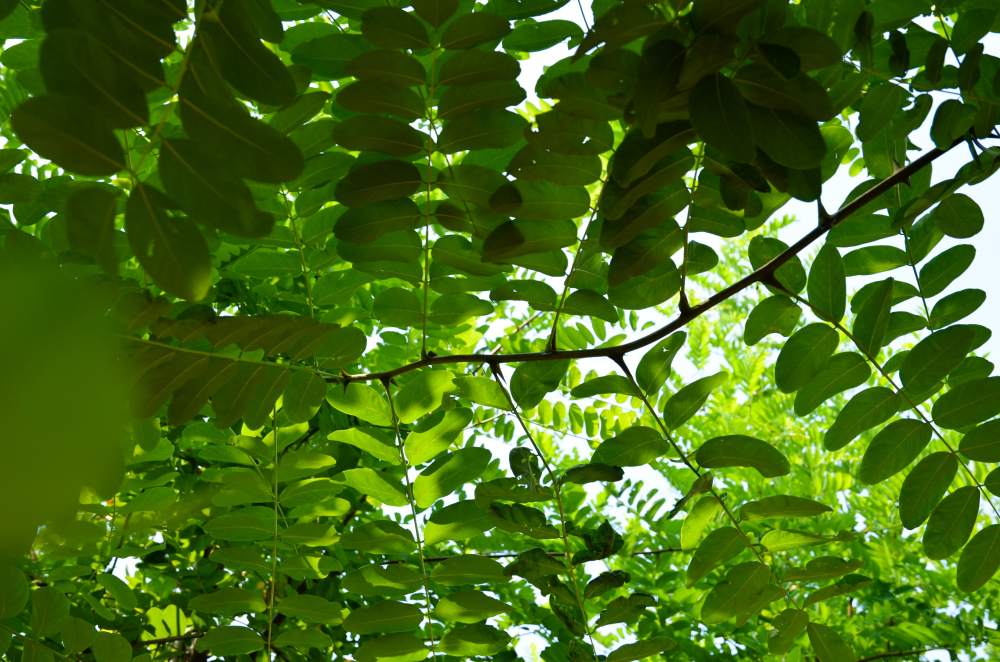 Schein-Akazie: Pyramiden-Schein-Akazie