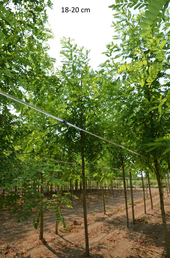 Schein-Akazie: Pyramiden-Schein-Akazie