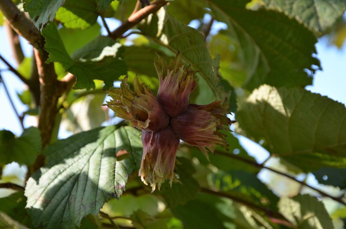 Edel-Haselnuss: Rotblättrige Zellernuss