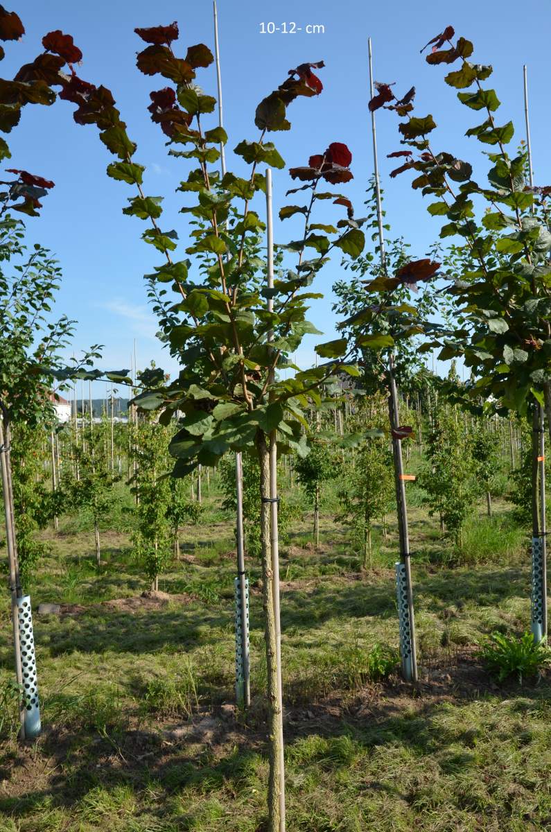 Edel-Haselnuss: Rotblättrige Zellernuss