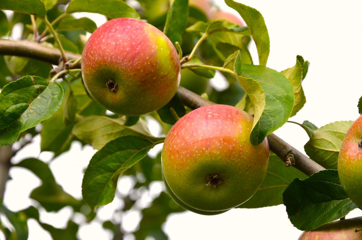 Apfel: Rote Sternrenette
