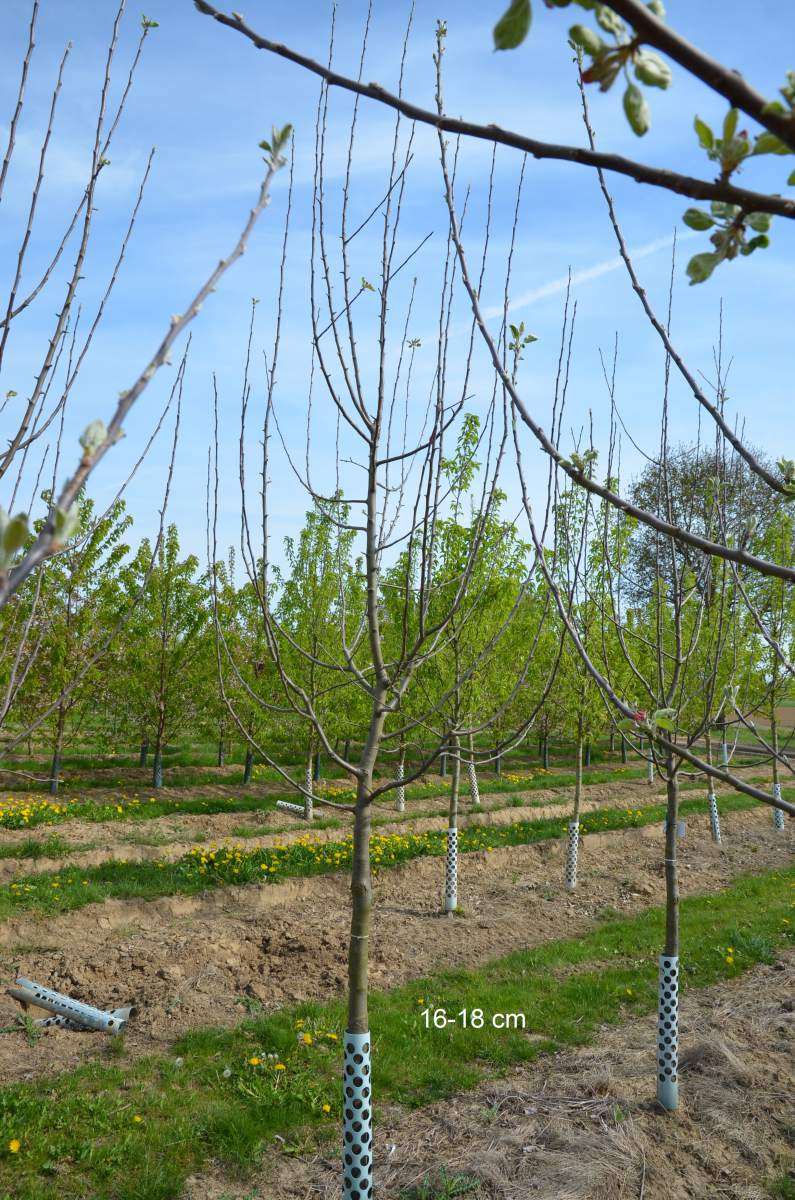 Apfel: Rote Sternrenette