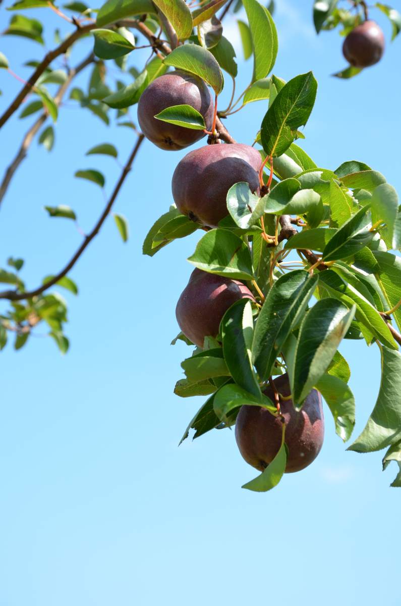 Birne: Rote Williams Christbirne