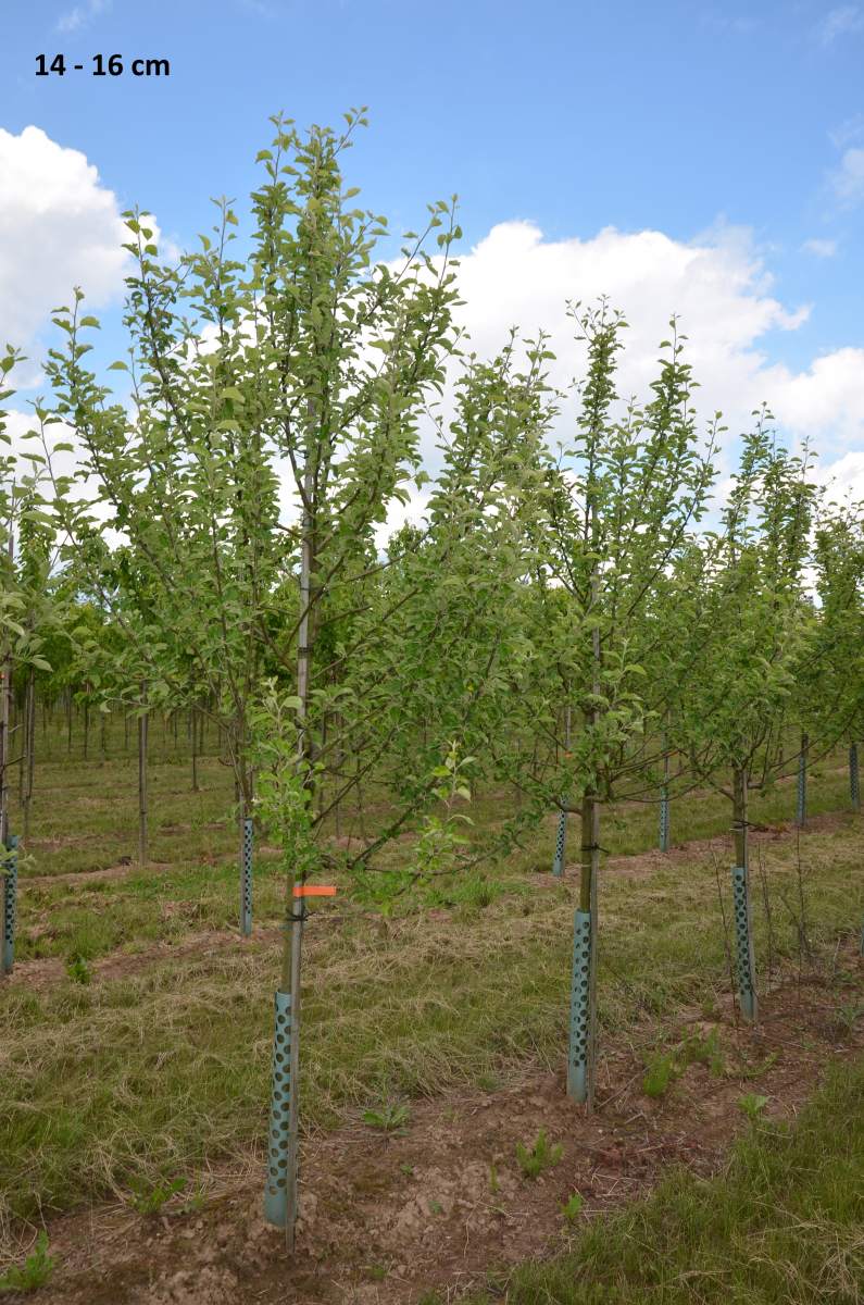 Apfel: Roter Berlepsch