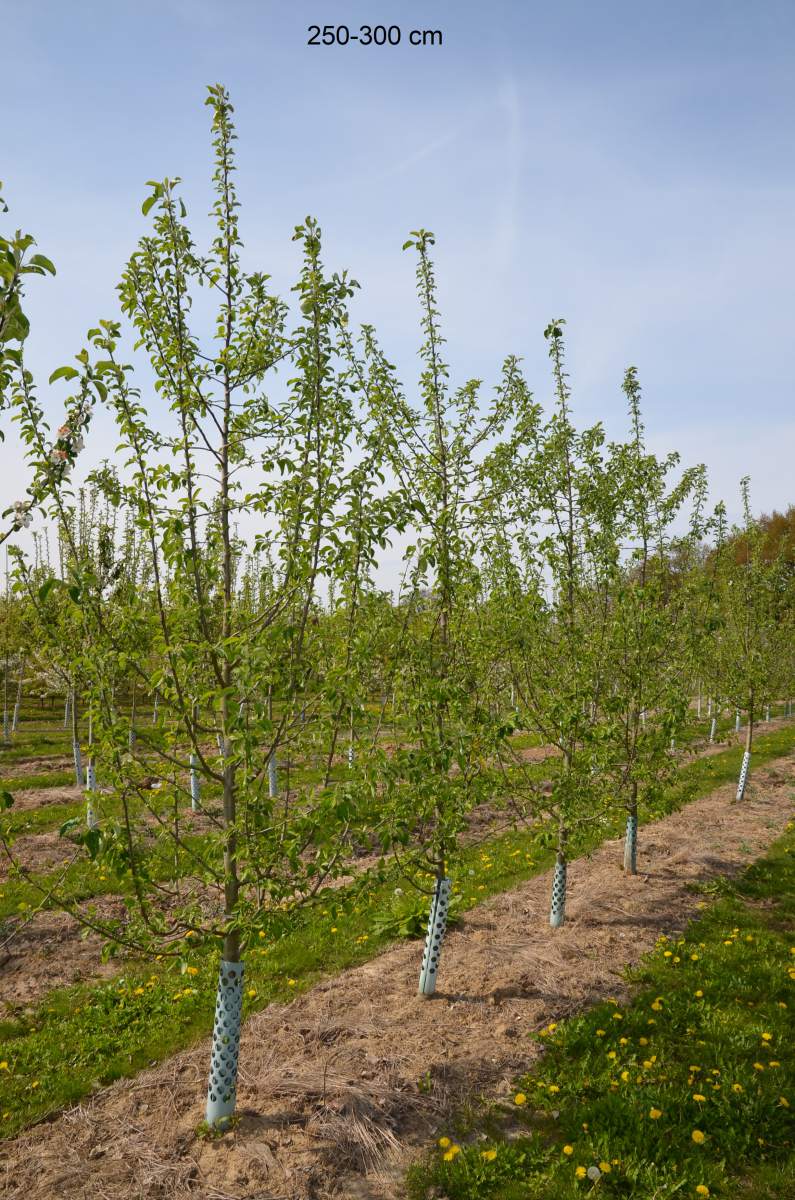 Apfel Roter Gravensteiner