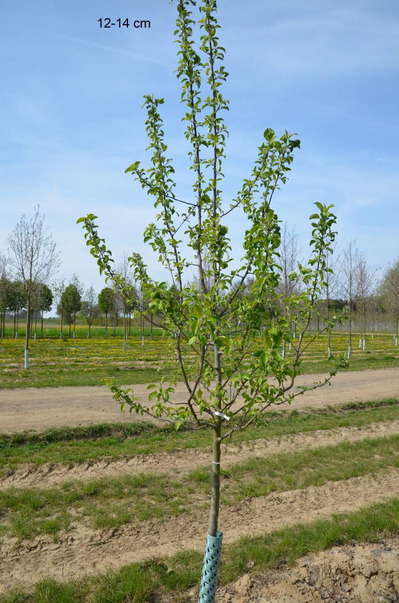 Apfel Roter Gravensteiner