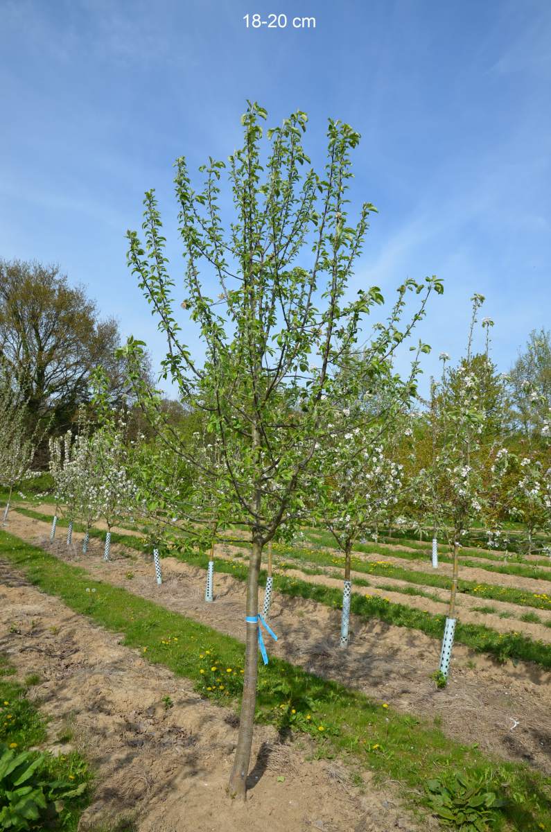 Apfel Roter Gravensteiner