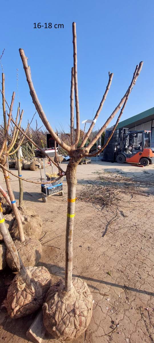 Aprikose: Rouge de Roussillon