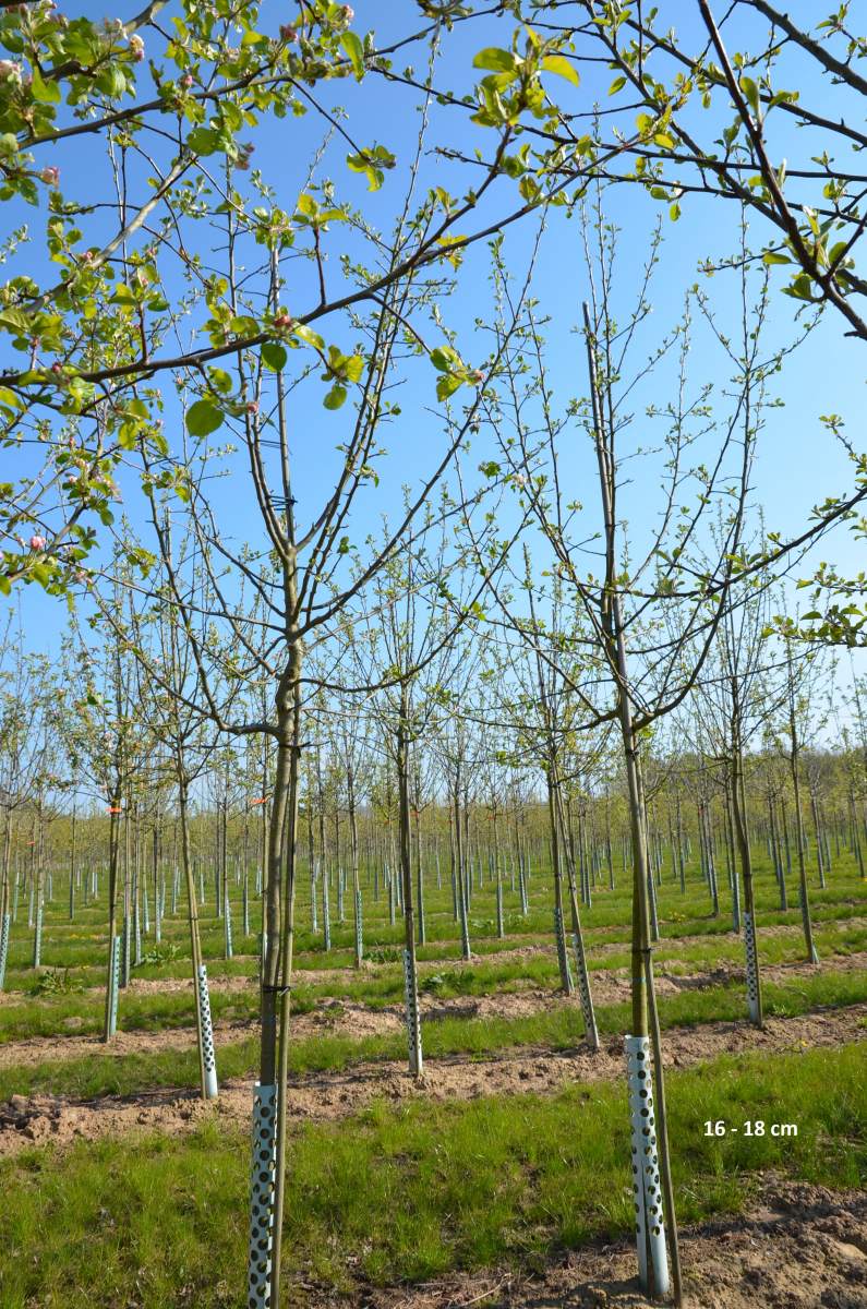 Apfel: Schöner von Boskoop