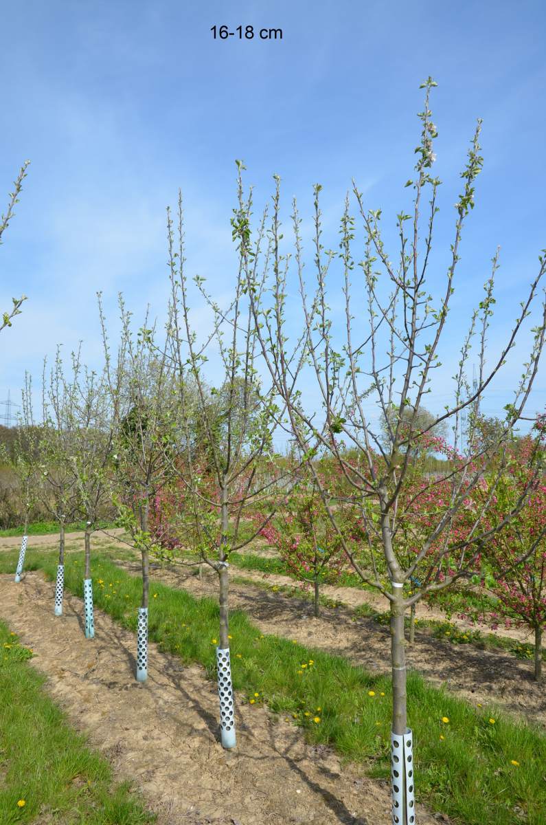 Apfel: Schöner von Boskoop