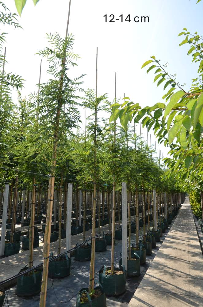 Eberesche: Eberesche Dodong