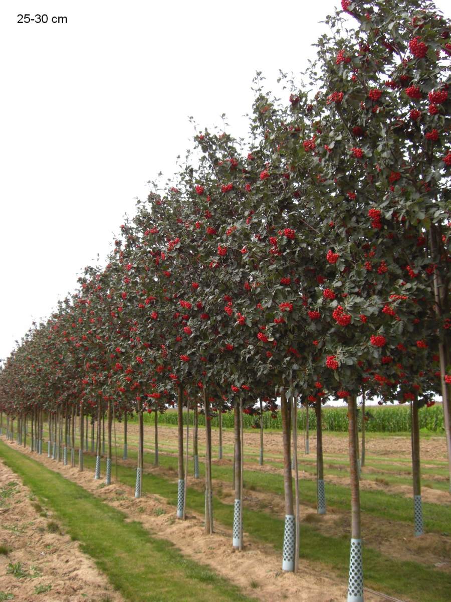Mehlbeere: Finnland-Mehlbeere Gibbsii