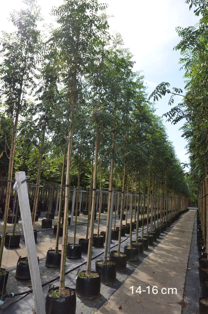 Eberesche: Essbare Eberesche