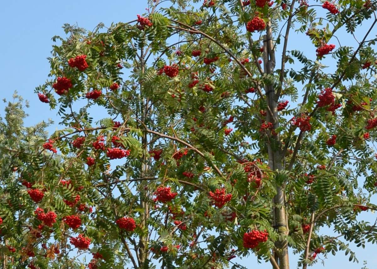 Eberesche: Essbare Eberesche