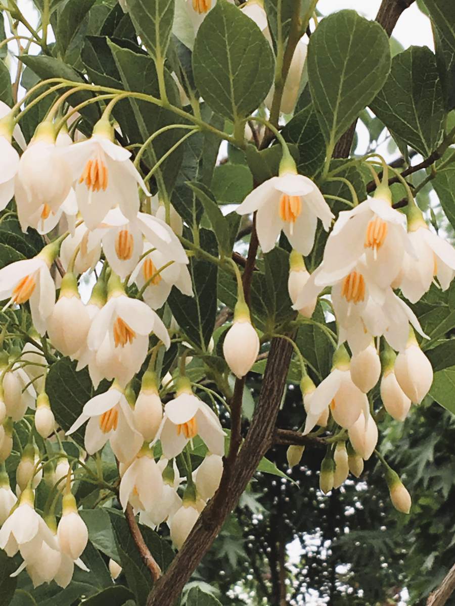 Japanischer Schneeglöckchenbaum