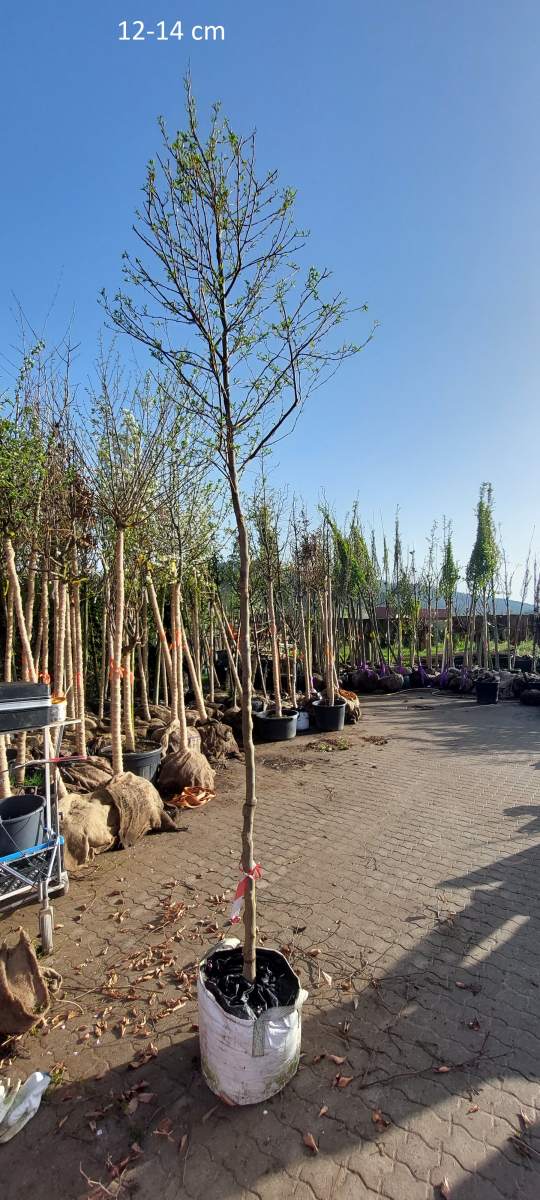 Japanischer Schneeglöckchenbaum