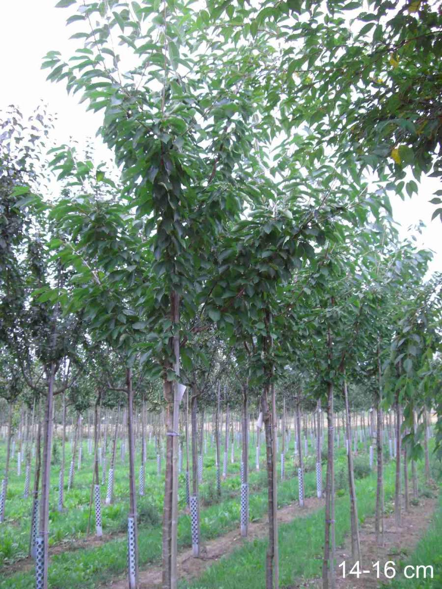 Süßkirsche: Summit