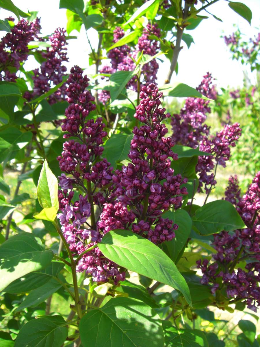 Flieder: Edelflieder Charles Jolly