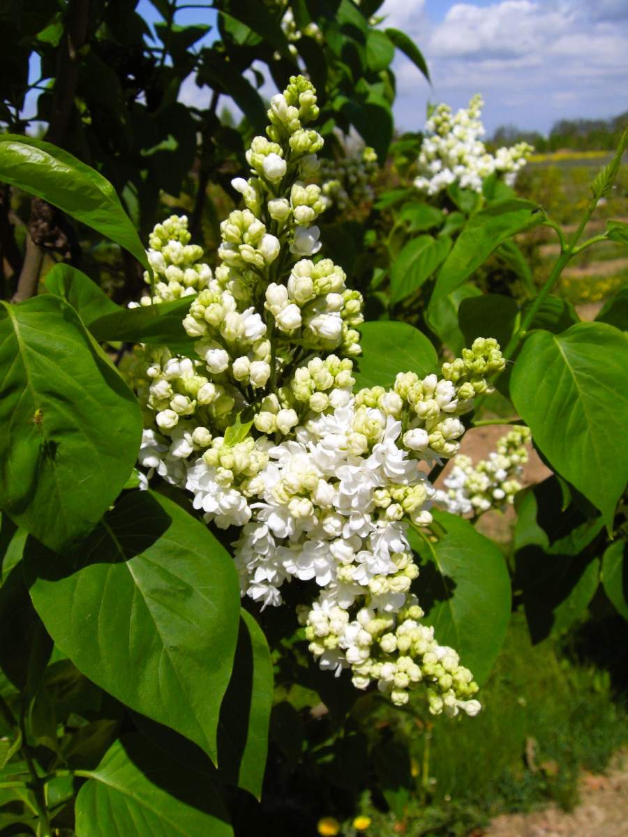 Flieder: Edelflieder Mme Lemoine