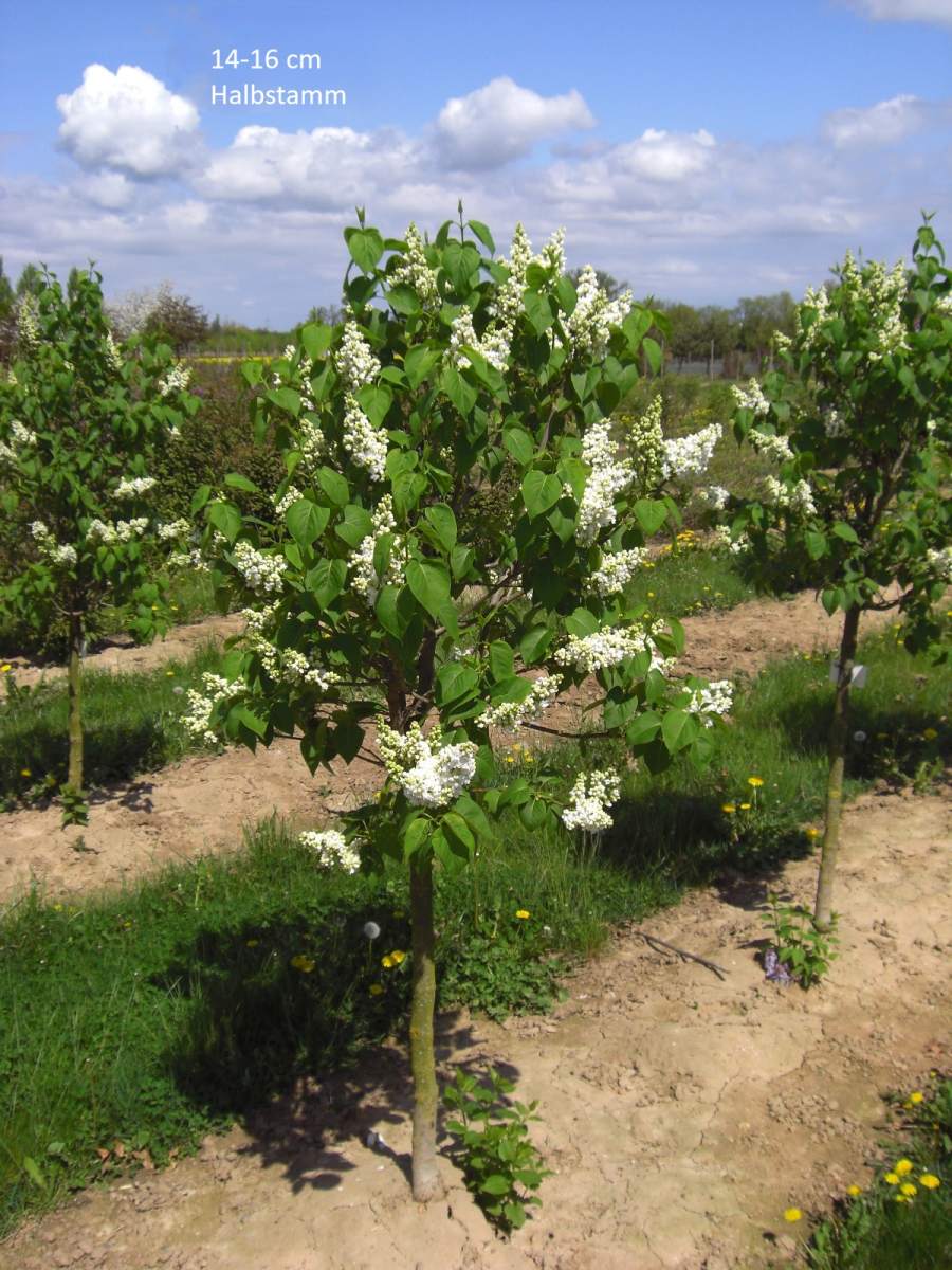 Flieder: Edelflieder Mme Lemoine