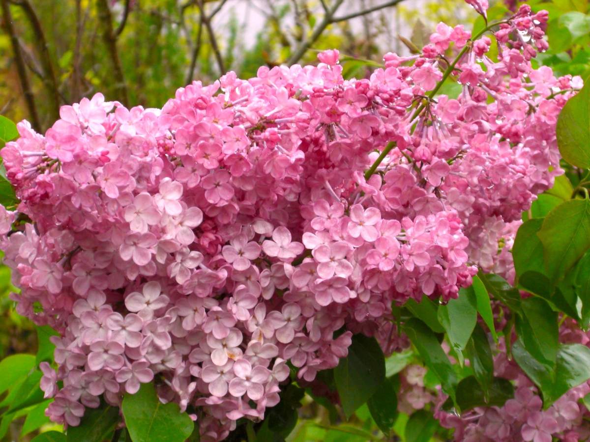 Edelflieder Esther Staley