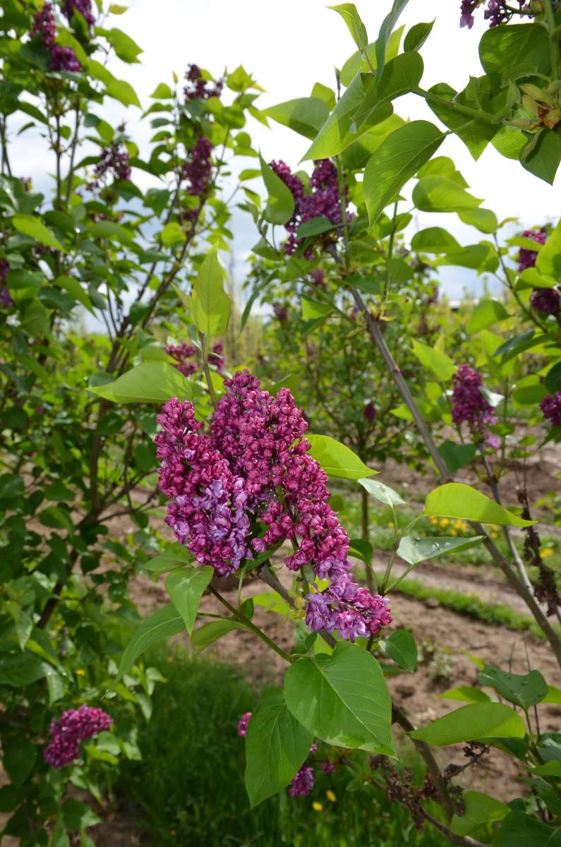 Flieder: Edelflieder Charles Jolly