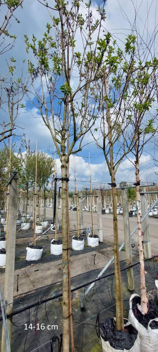 Flieder: Edelflieder Mme Lemoine