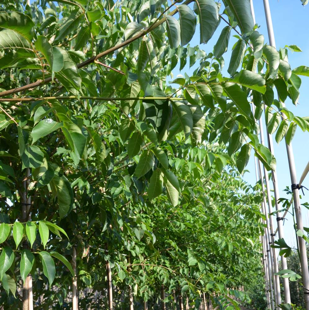 Bienenbaum/Honigesche