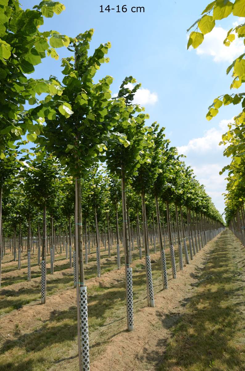 Linde: Sommerlinde
