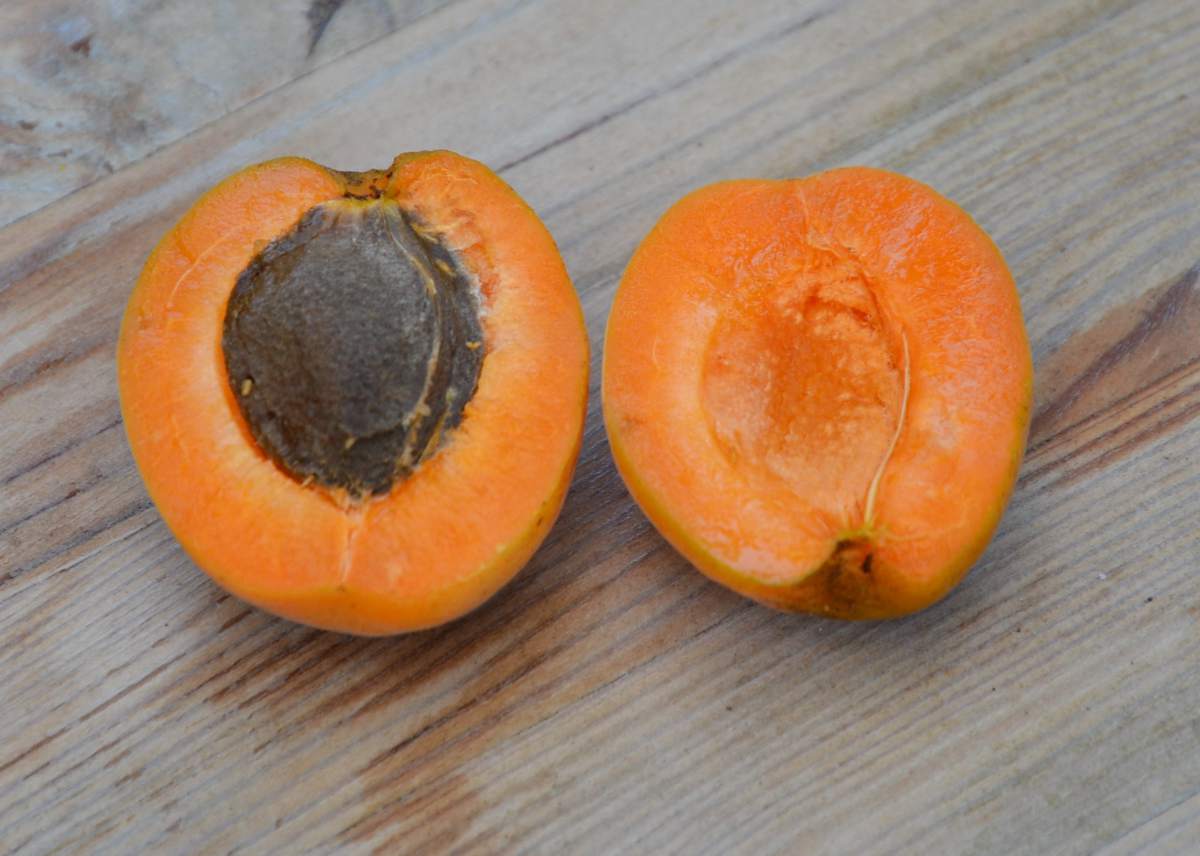 Aprikose: Tros Oranje
