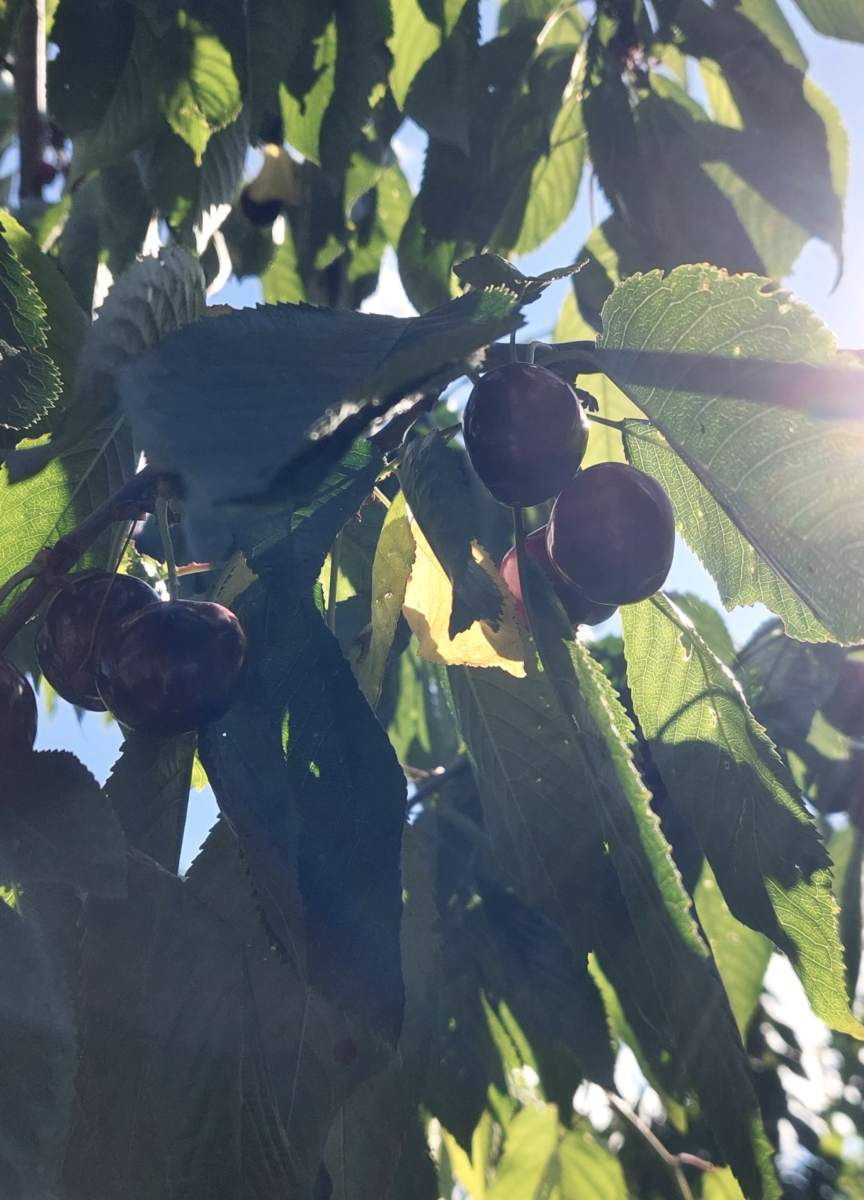 Süßkirsche: Varikse Zwarte