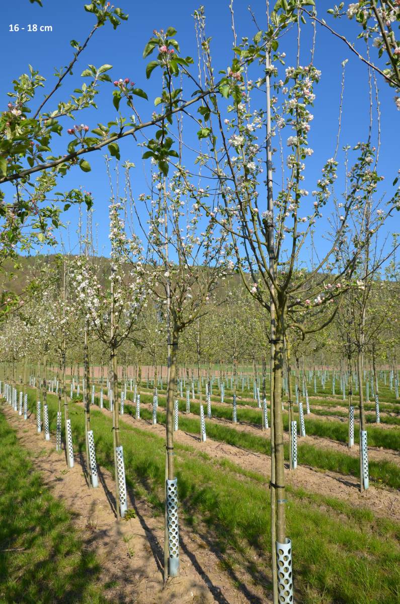 Apfel: Weißer Klarapfel