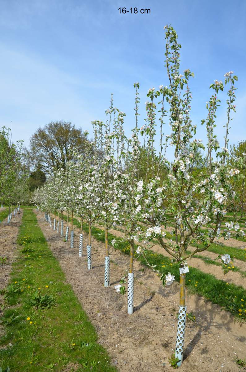 Apfel: Weißer Klarapfel